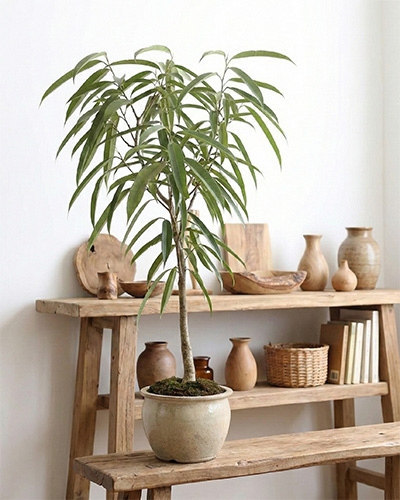 Ficus binnendijkii en pot, feuillage long et fin, présenté en intérieur sur étagère en bois.